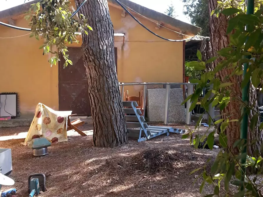 Immagine 3 di Terreno agricolo in vendita  a Piombino