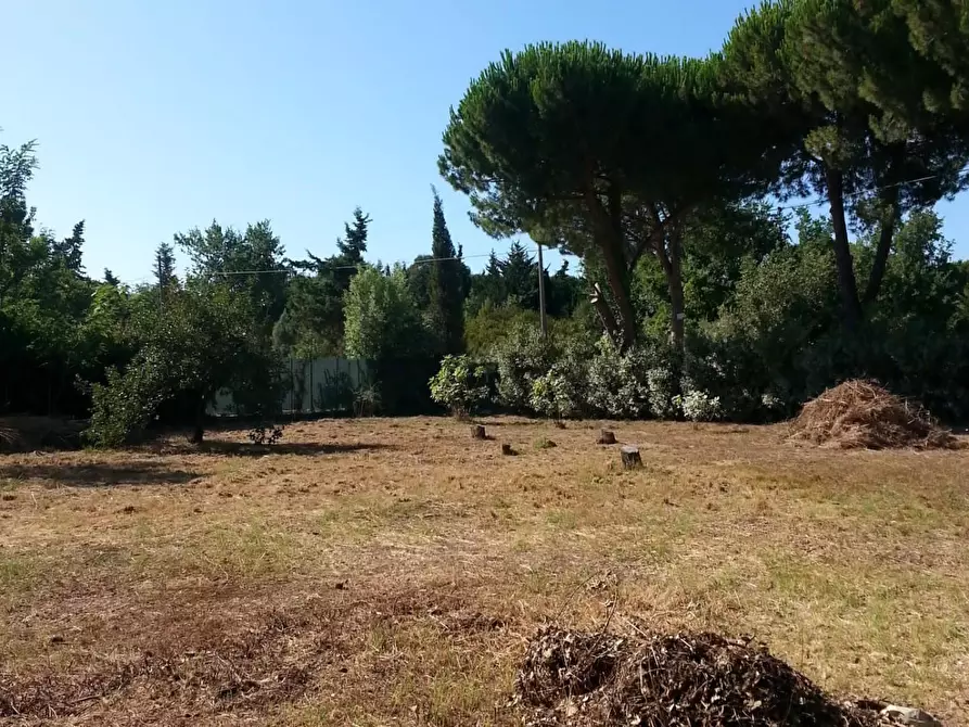 Immagine 9 di Terreno agricolo in vendita  a Piombino
