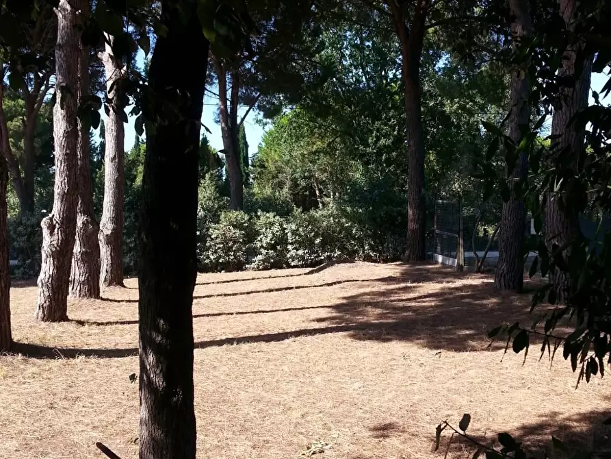 Immagine 10 di Terreno agricolo in vendita  a Piombino