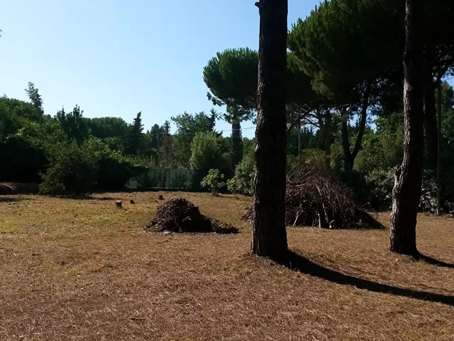 Immagine 7 di Terreno agricolo in vendita  a Piombino