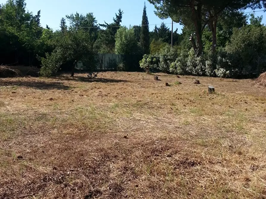 Immagine 4 di Terreno agricolo in vendita  a Piombino