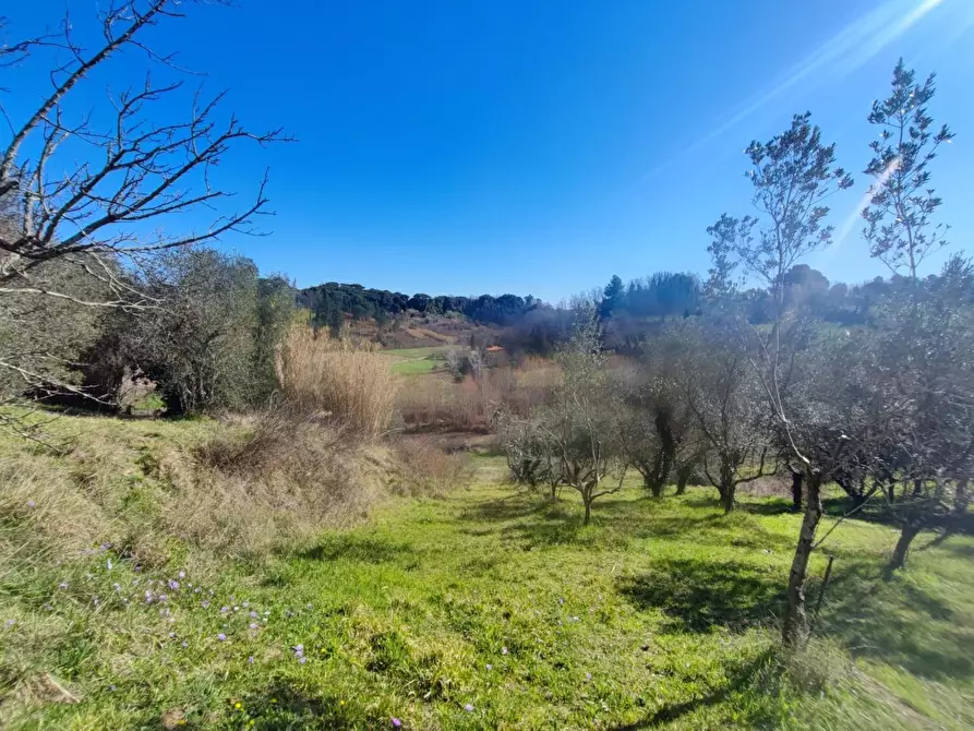 Immagine 12 di Terreno agricolo in vendita  a Crespina Lorenzana