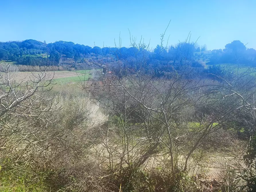 Immagine 7 di Terreno agricolo in vendita  a Crespina Lorenzana