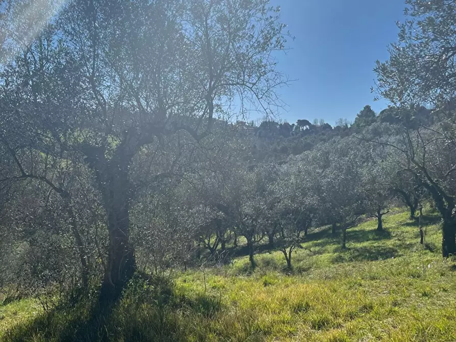 Immagine 20 di Terreno agricolo in vendita  a Crespina Lorenzana