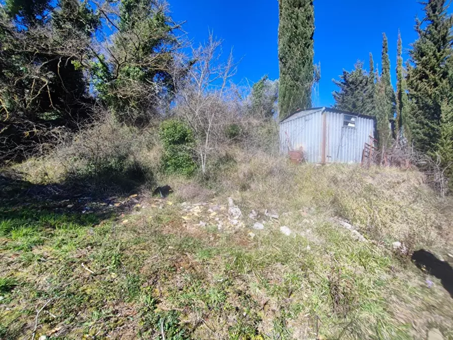 Immagine 10 di Terreno agricolo in vendita  a Crespina Lorenzana