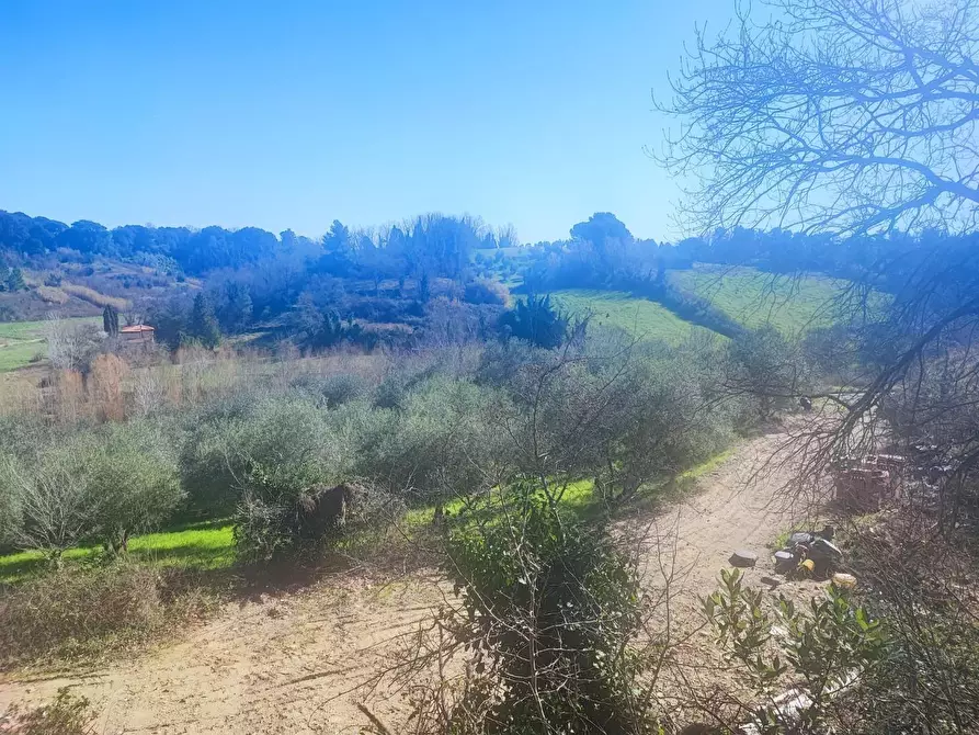 Immagine 6 di Terreno agricolo in vendita  a Crespina Lorenzana