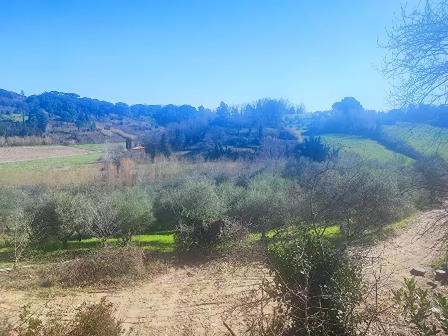 Immagine 11 di Terreno agricolo in vendita  a Crespina Lorenzana