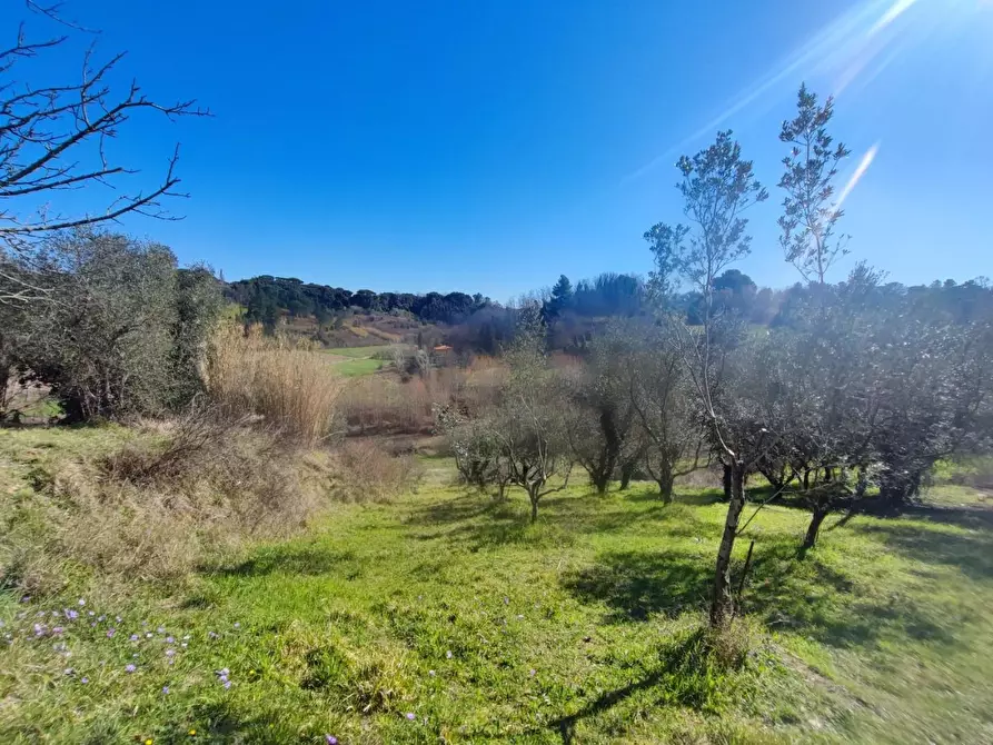 Immagine 13 di Terreno agricolo in vendita  a Crespina Lorenzana