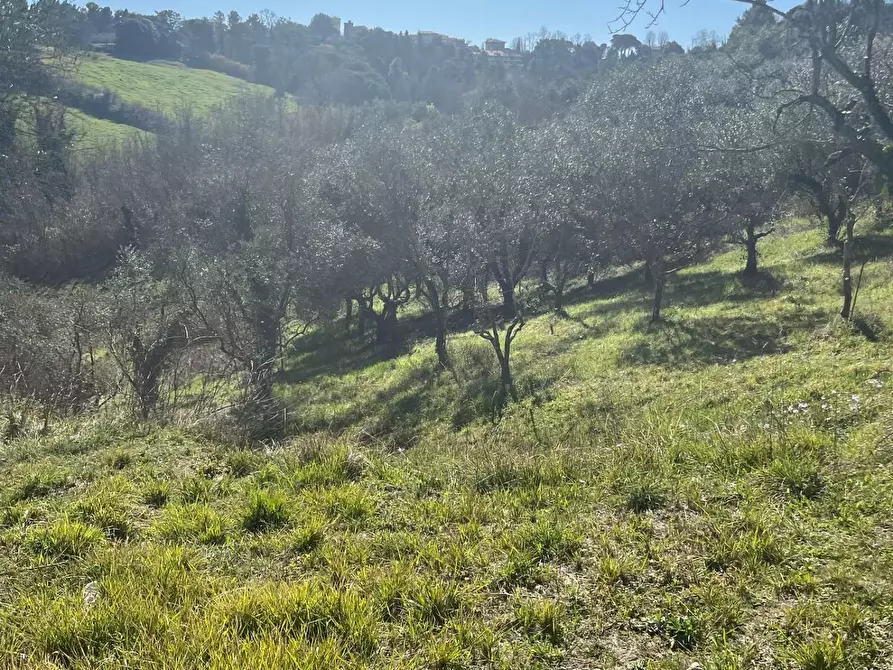 Immagine 22 di Terreno agricolo in vendita  a Crespina Lorenzana
