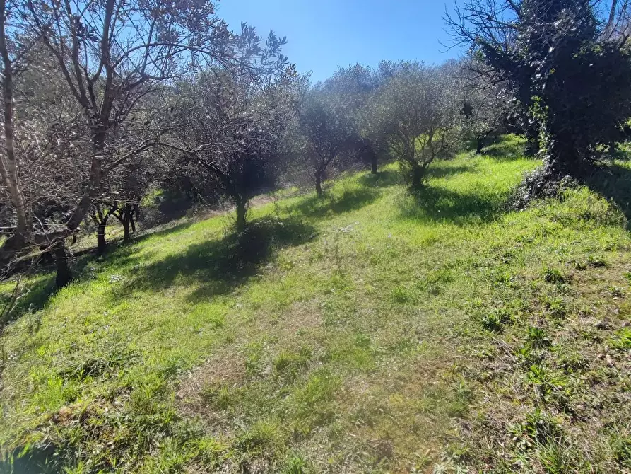 Immagine 17 di Terreno agricolo in vendita  a Crespina Lorenzana