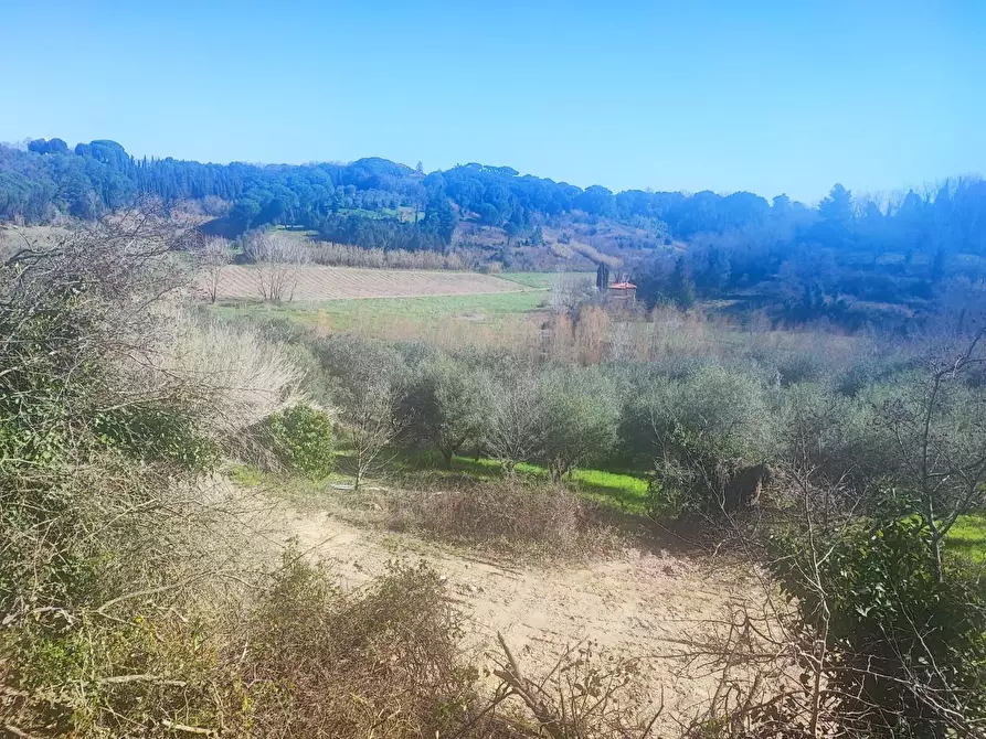 Immagine 8 di Terreno agricolo in vendita  a Crespina Lorenzana