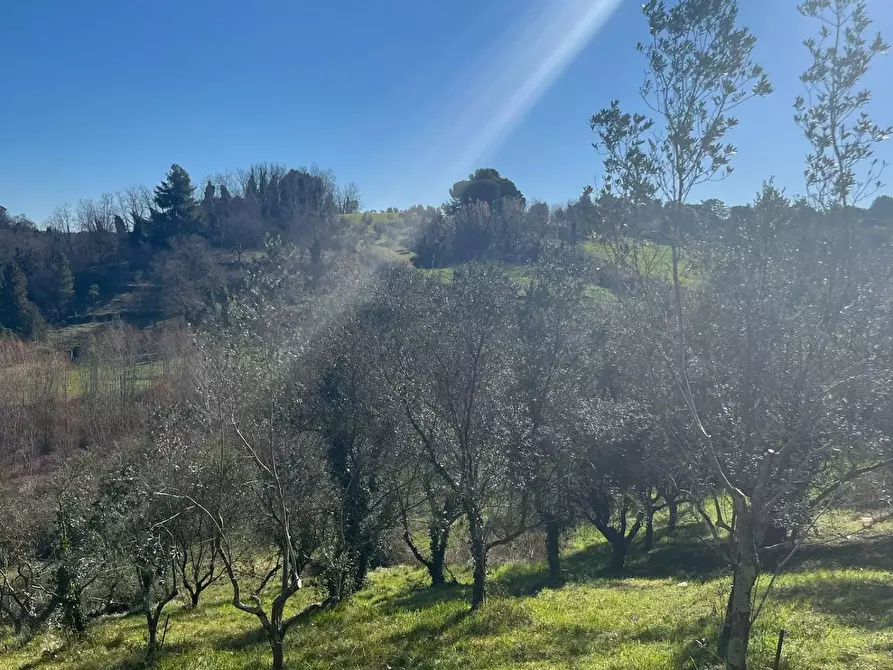 Immagine 21 di Terreno agricolo in vendita  a Crespina Lorenzana