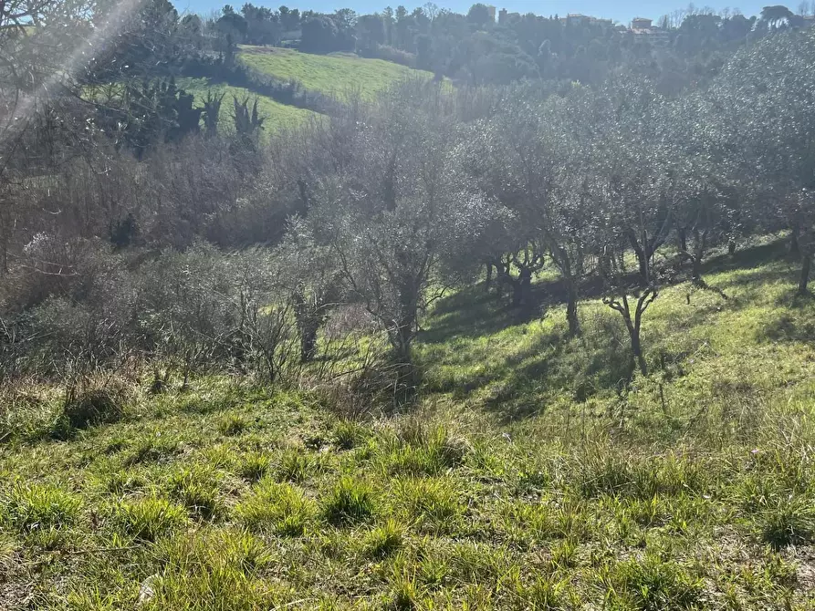 Immagine 24 di Terreno agricolo in vendita  a Crespina Lorenzana