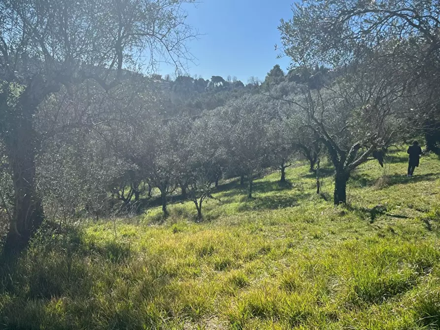 Immagine 23 di Terreno agricolo in vendita  a Crespina Lorenzana
