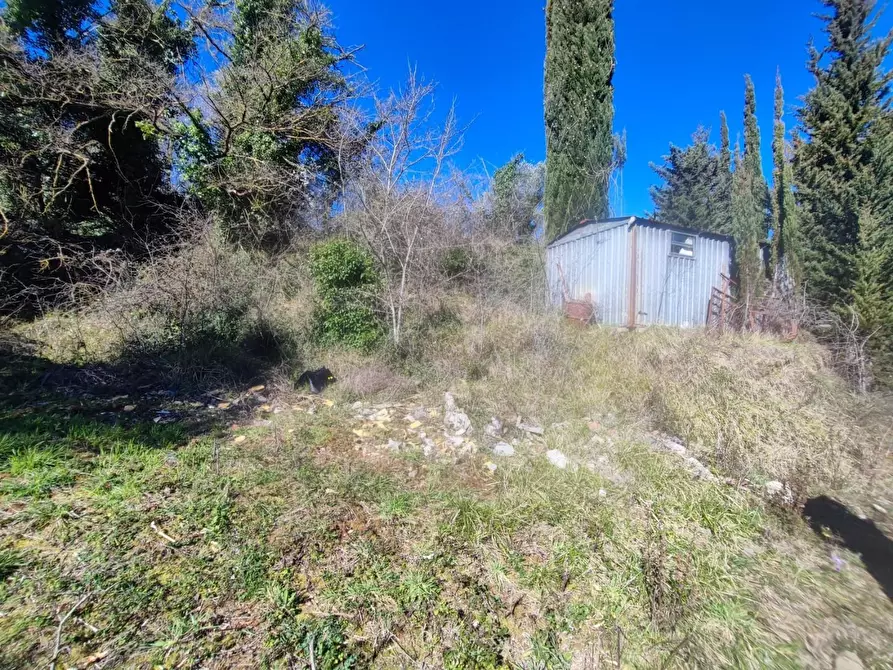 Immagine 15 di Terreno agricolo in vendita  a Crespina Lorenzana