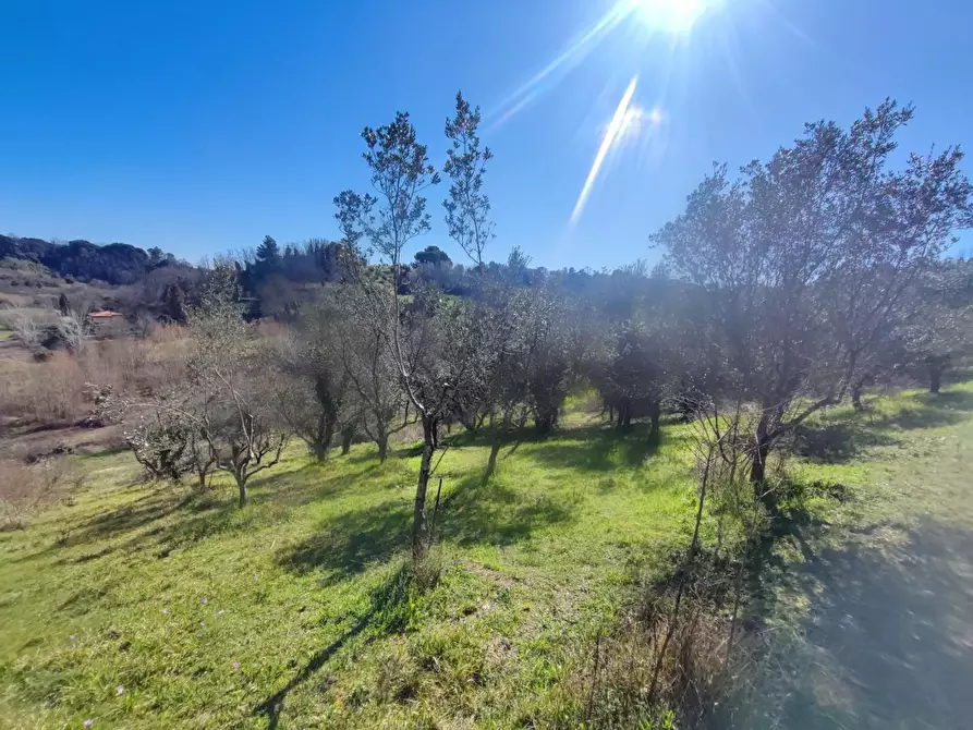 Immagine 14 di Terreno agricolo in vendita  a Crespina Lorenzana