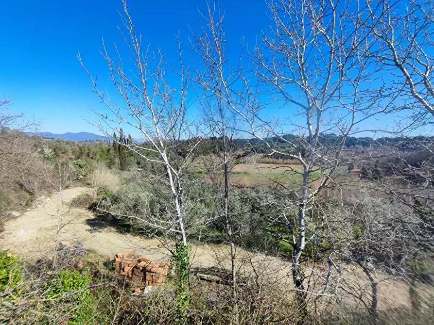Immagine 4 di Terreno agricolo in vendita  a Crespina Lorenzana