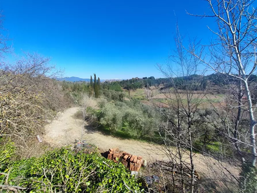 Immagine 2 di Terreno agricolo in vendita  a Crespina Lorenzana