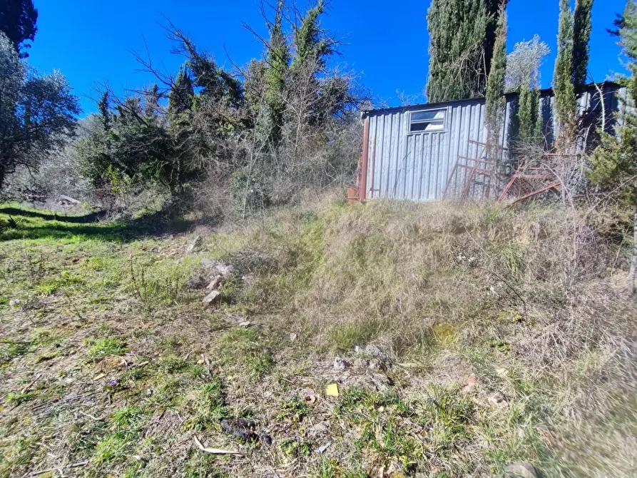 Immagine 9 di Terreno agricolo in vendita  a Crespina Lorenzana