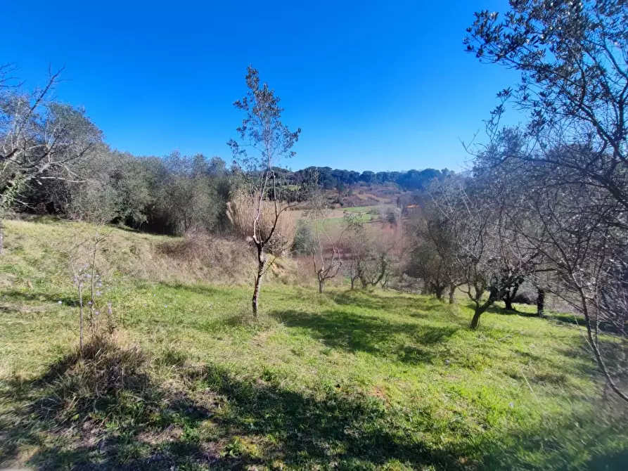Immagine 16 di Terreno agricolo in vendita  a Crespina Lorenzana