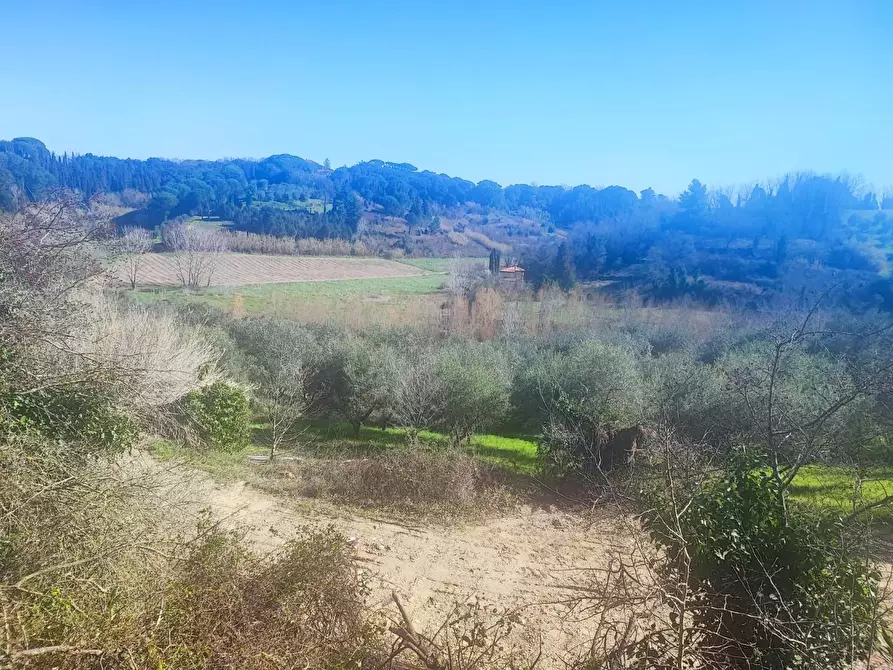 Immagine 5 di Terreno agricolo in vendita  a Crespina Lorenzana