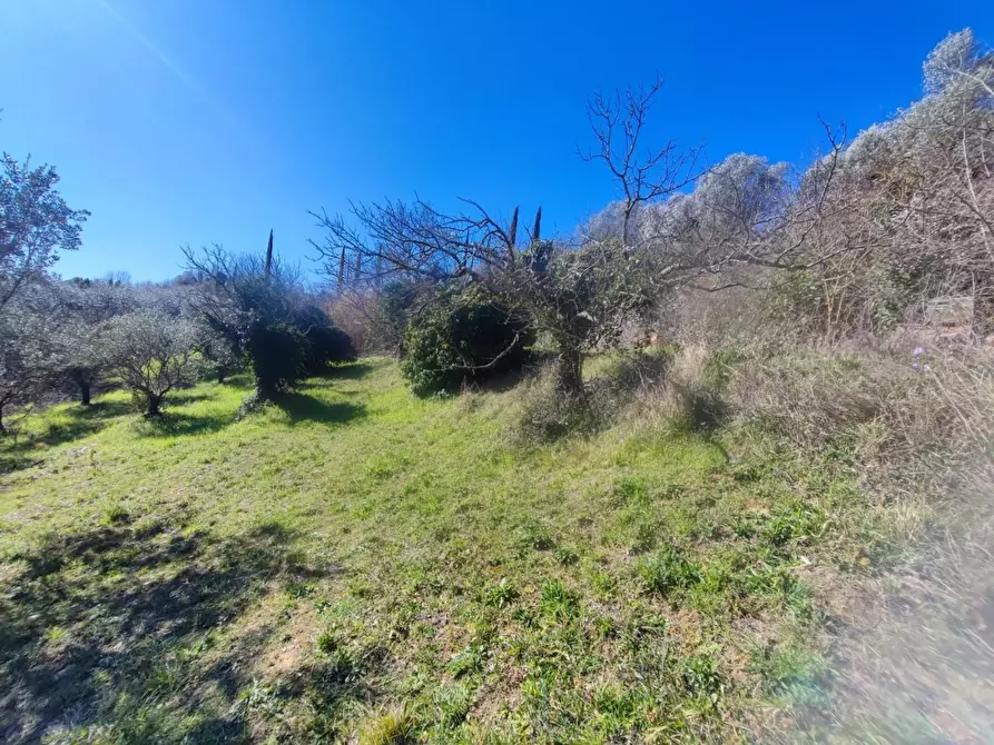 Immagine 19 di Terreno agricolo in vendita  a Crespina Lorenzana