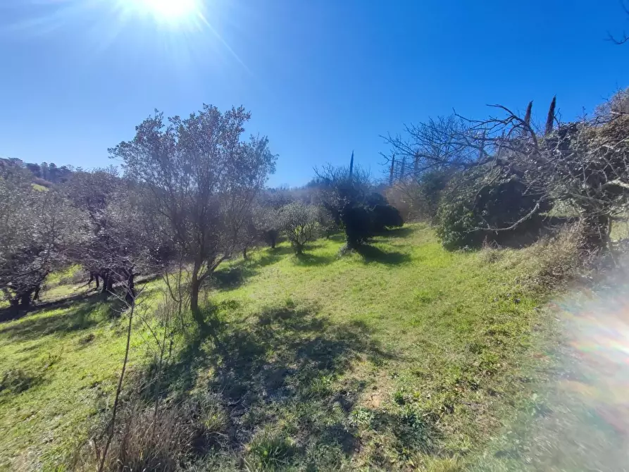 Immagine 18 di Terreno agricolo in vendita  a Crespina Lorenzana