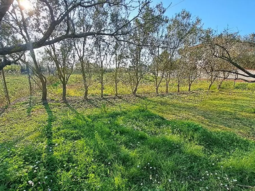 Immagine 38 di Villa in vendita  a Pisa