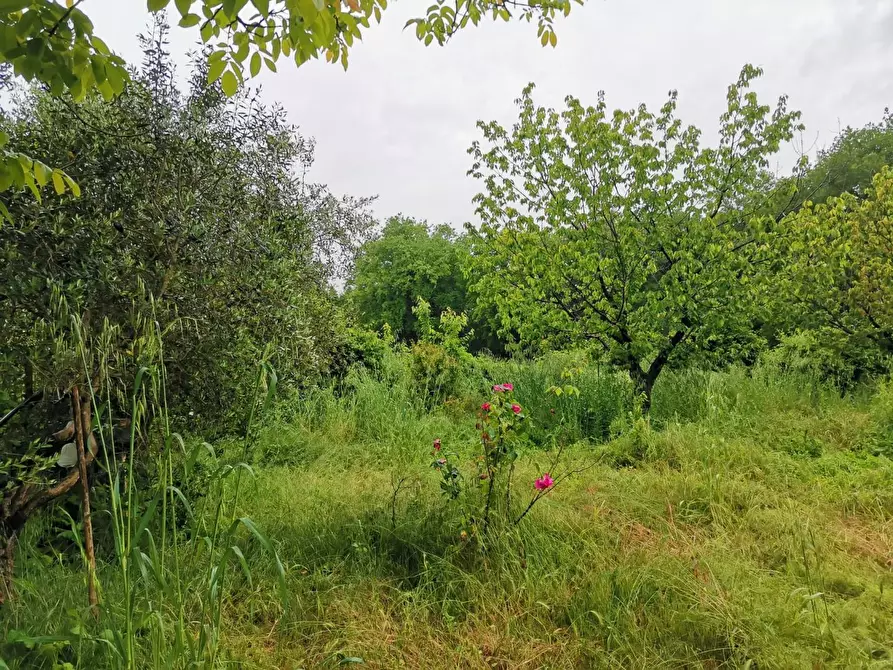 Immagine 3 di Terreno agricolo in vendita  a Poggibonsi