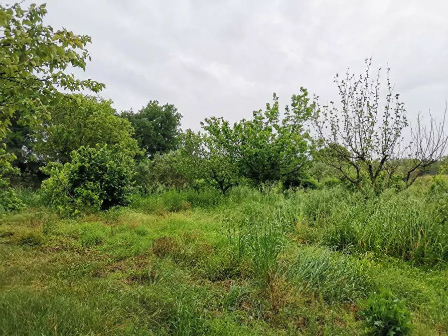Immagine 6 di Terreno agricolo in vendita  a Poggibonsi