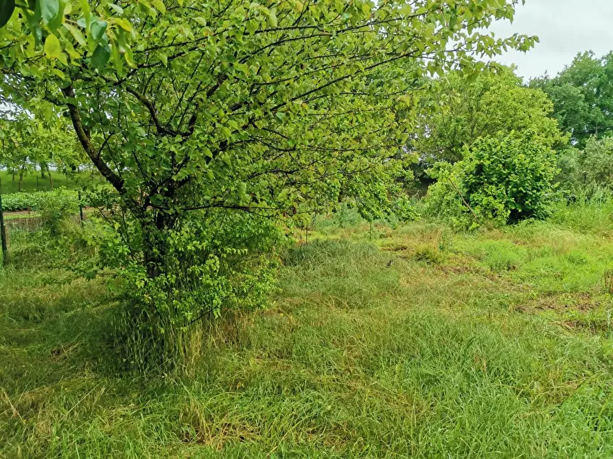Immagine 7 di Terreno agricolo in vendita  a Poggibonsi