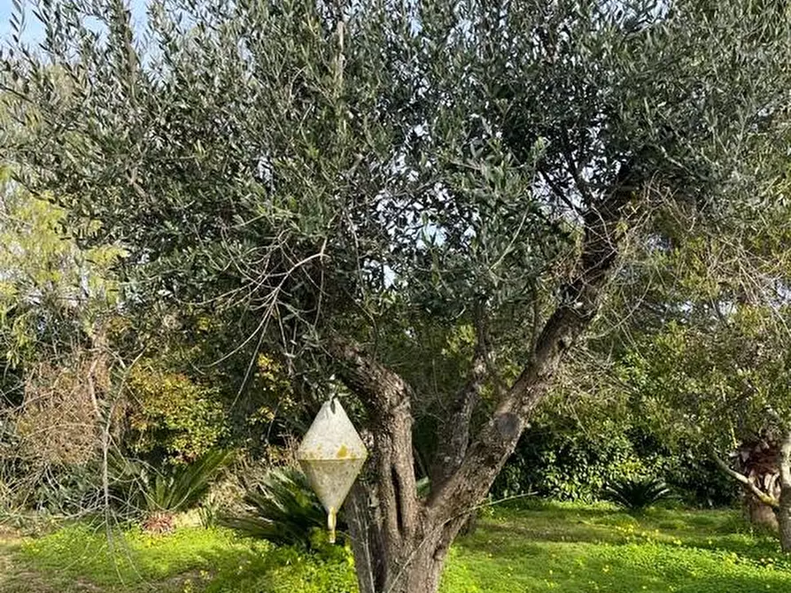 Immagine 12 di Rustico / casale in vendita  a Ruffano