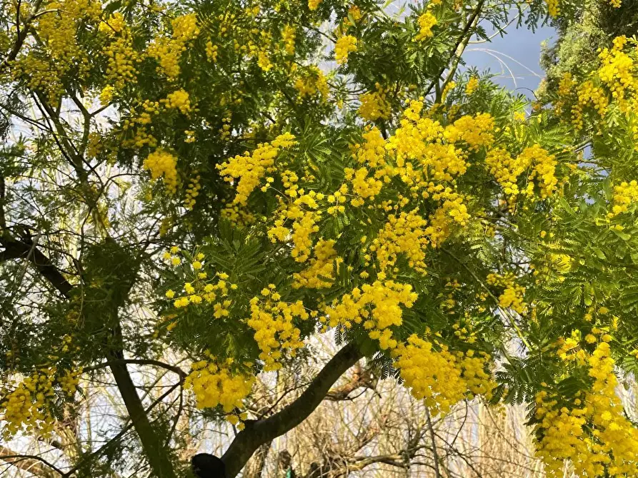 Immagine 7 di Villa in vendita  a Terricciola