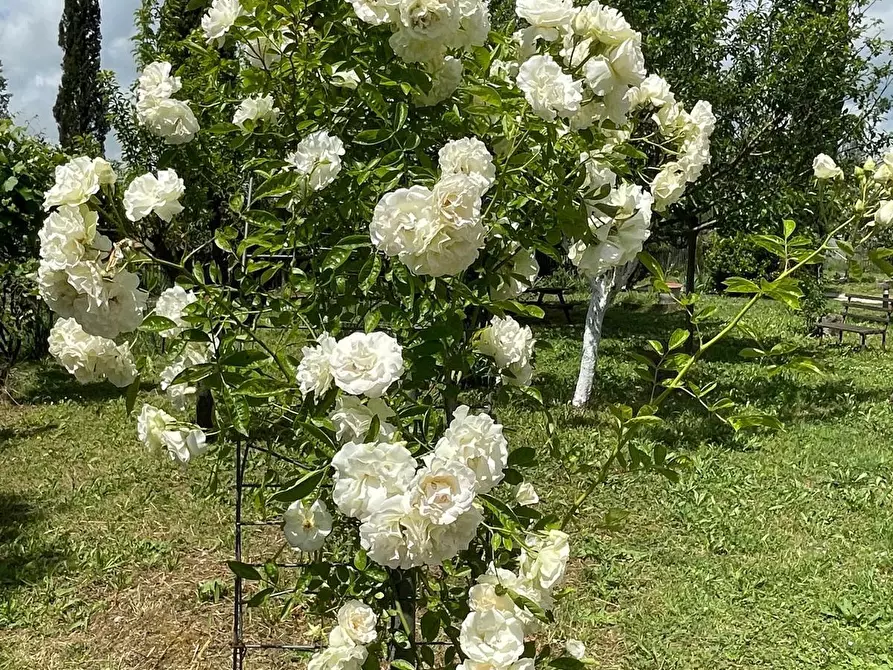 Immagine 10 di Villa in vendita  a Terricciola