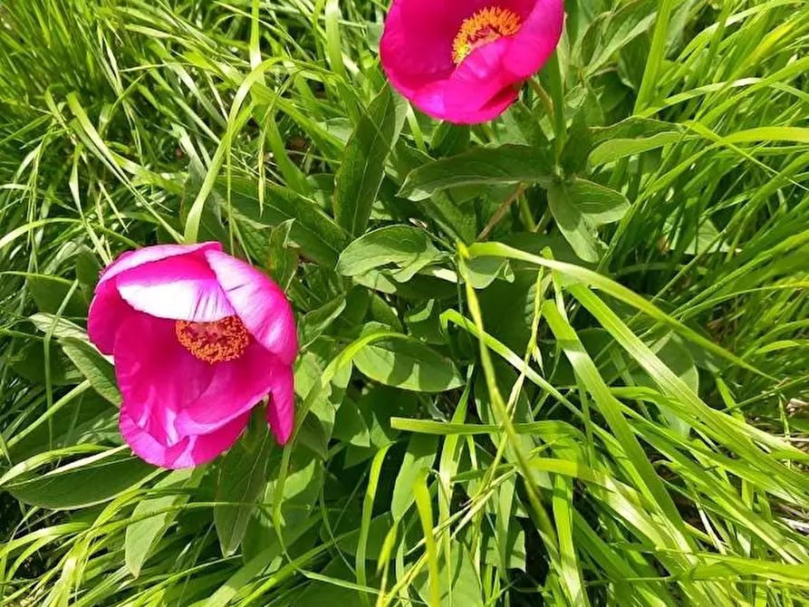 Immagine 7 di Casa indipendente in vendita  a Carrara