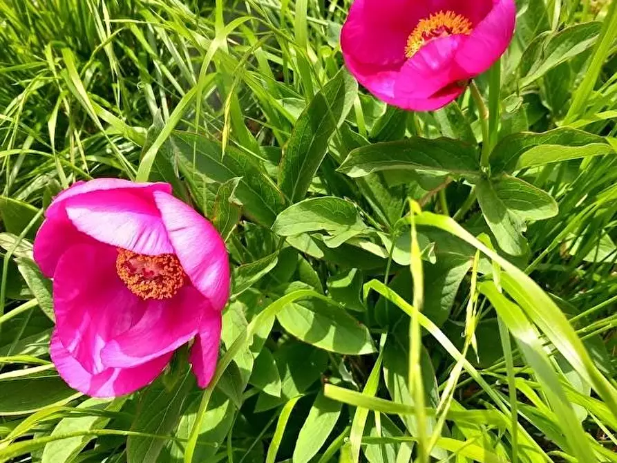 Immagine 9 di Casa indipendente in vendita  a Carrara