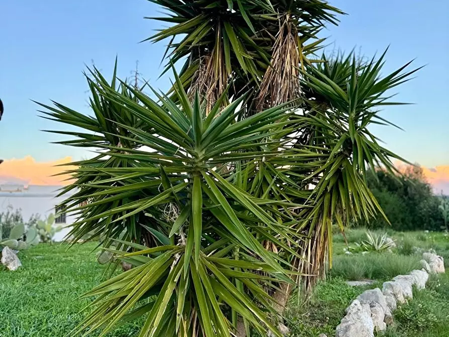 Immagine 50 di Baita in vendita  a Salve