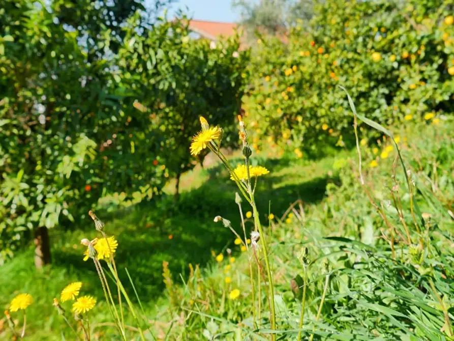 Immagine 90 di Casa colonica in vendita  a Massarosa