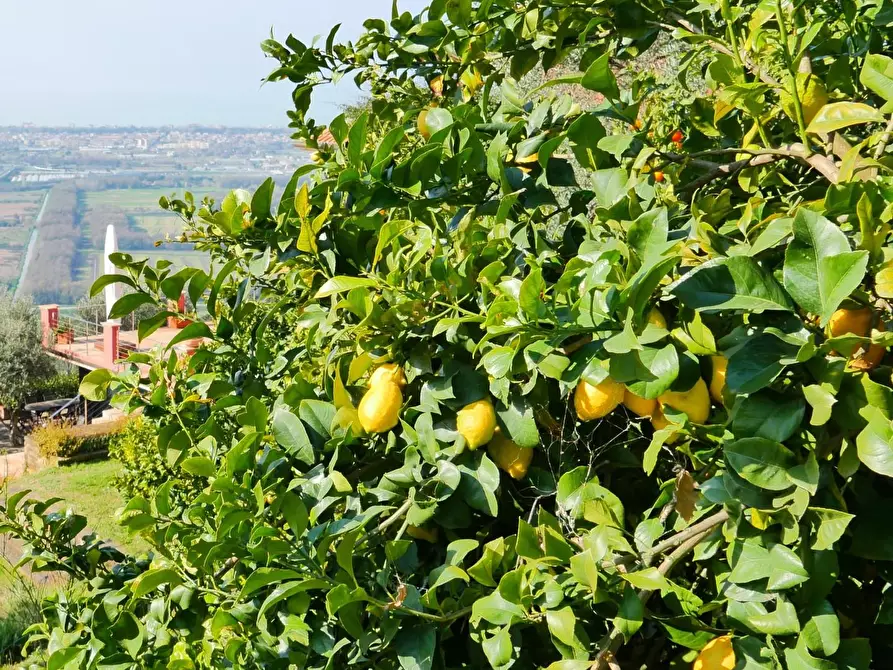 Immagine 92 di Casa colonica in vendita  a Massarosa