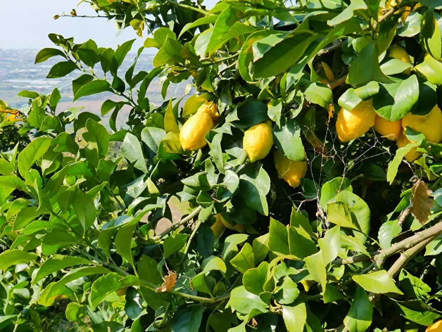 Immagine 91 di Casa colonica in vendita  a Massarosa