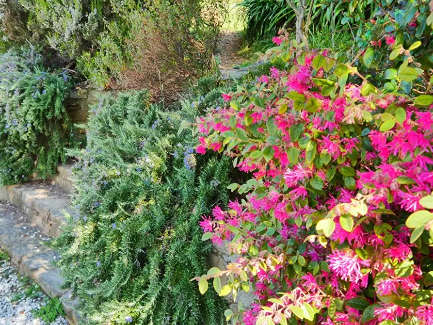 Immagine 13 di Casa colonica in vendita  a Massarosa