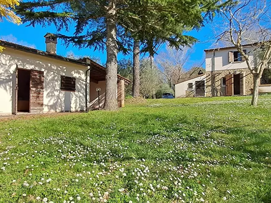 Immagine 6 di Casa colonica in vendita  a Montescudaio