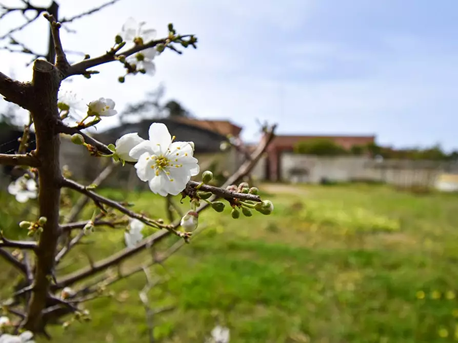 Immagine 38 di Villa in vendita  a Porto Cesareo