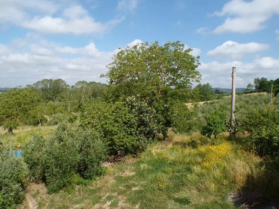 Immagine 54 di Casa colonica in vendita  a Palaia