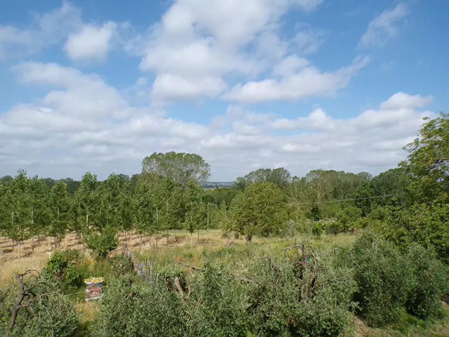 Immagine 53 di Casa colonica in vendita  a Palaia