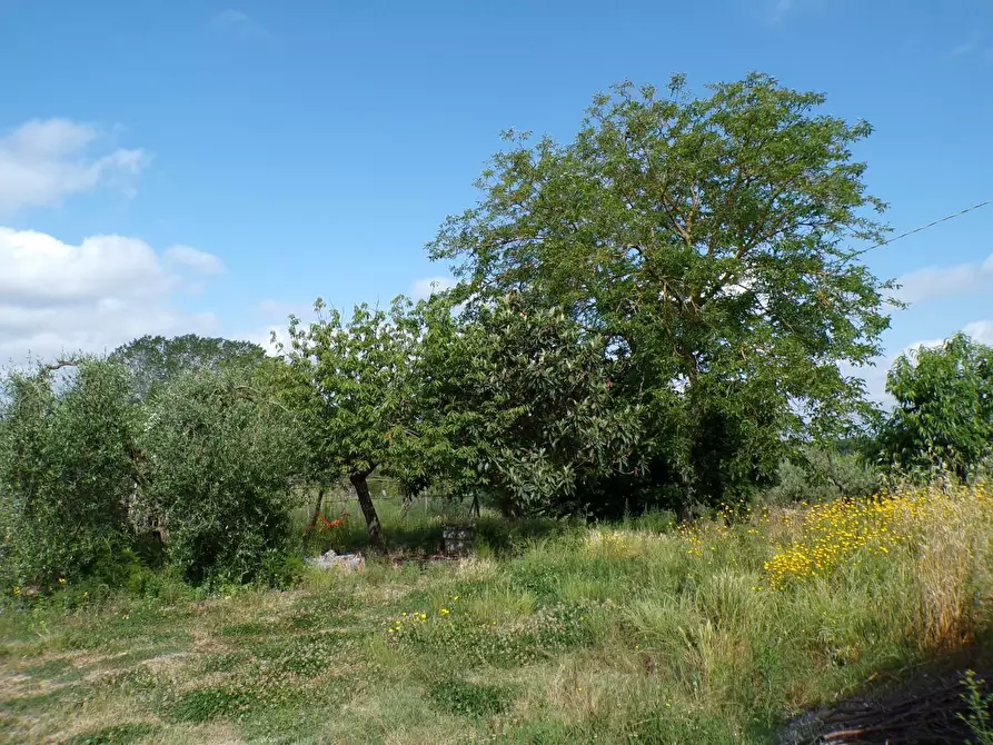 Immagine 37 di Casa colonica in vendita  a Palaia