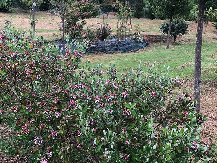 Immagine 27 di Villa in vendita  a San Miniato