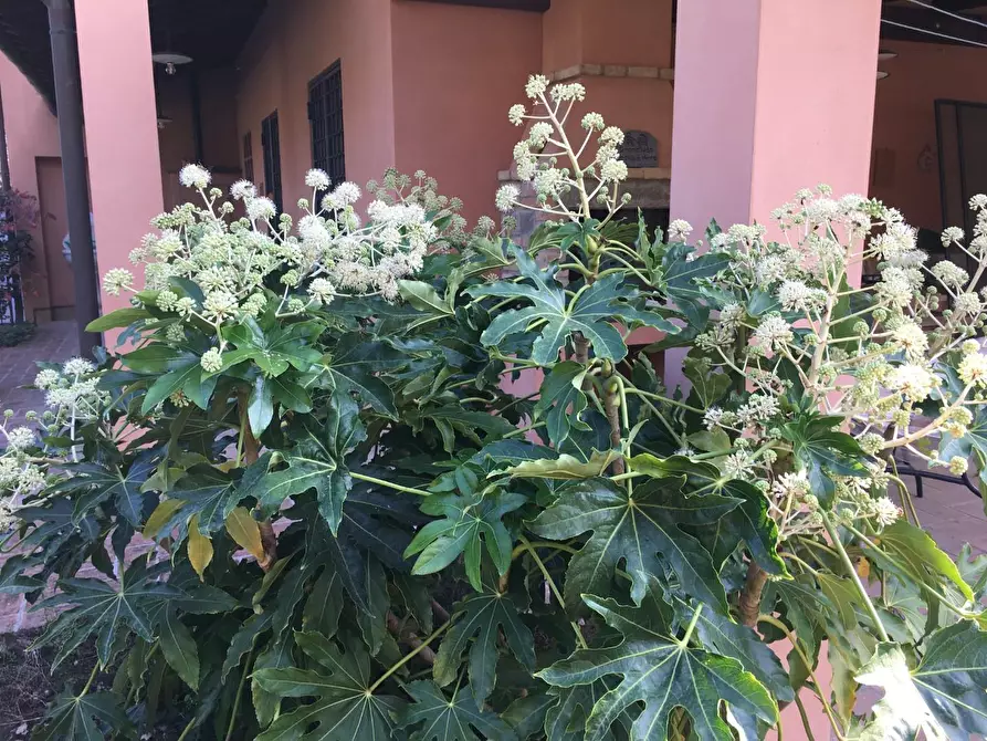 Immagine 40 di Villa in vendita  a San Miniato