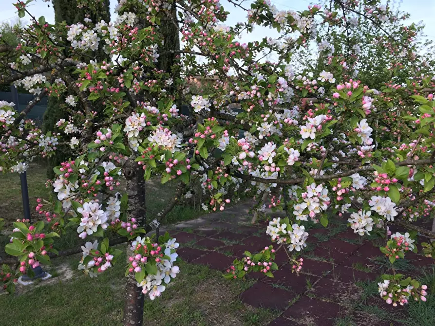 Immagine 34 di Villa in vendita  a San Miniato