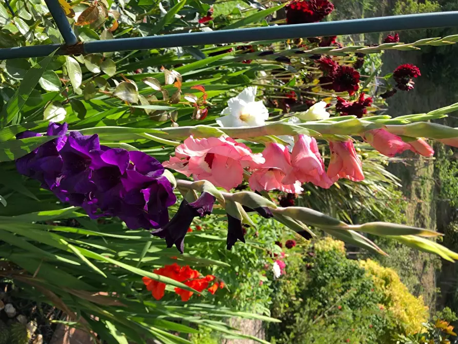 Immagine 36 di Villa in vendita  a San Miniato